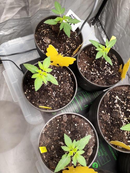 RQS + Plagron 4-1-2. Week 1 - Special Kush #1