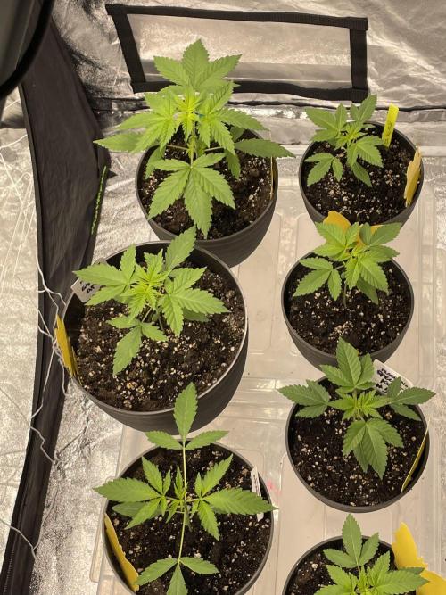 RQS + Plagron 4-1-2. Week 3