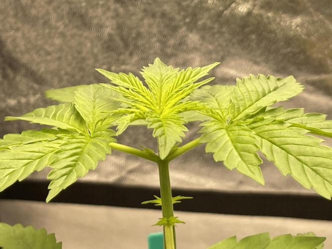 RQS + Plagron 4-1-2. Week 3