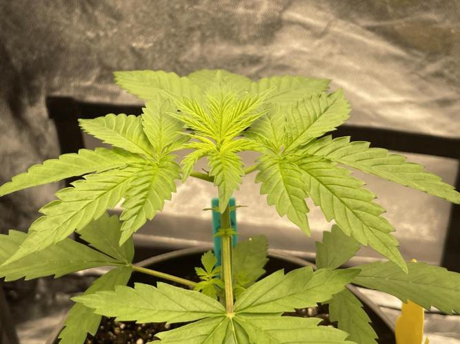 RQS + Plagron 4-1-2. Week 3