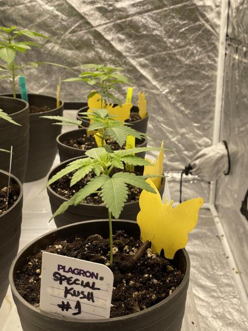 RQS + Plagron 4-1-2. Week 3