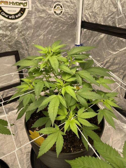 SPECIAL Kush #1: Afghan x Kush. Week 6