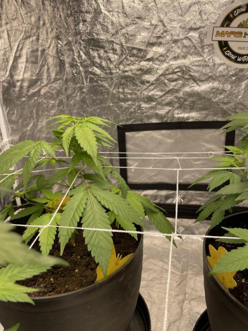 SPECIAL Kush #1: Afghan x Kush. Week 6