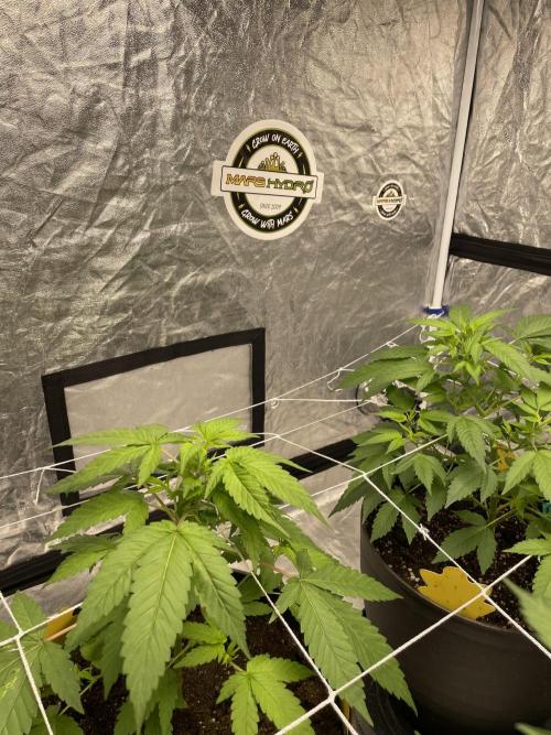 SPECIAL Kush #1: Afghan x Kush. Week 6