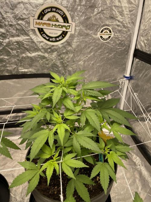 SPECIAL Kush #1: Afghan x Kush. Week 6