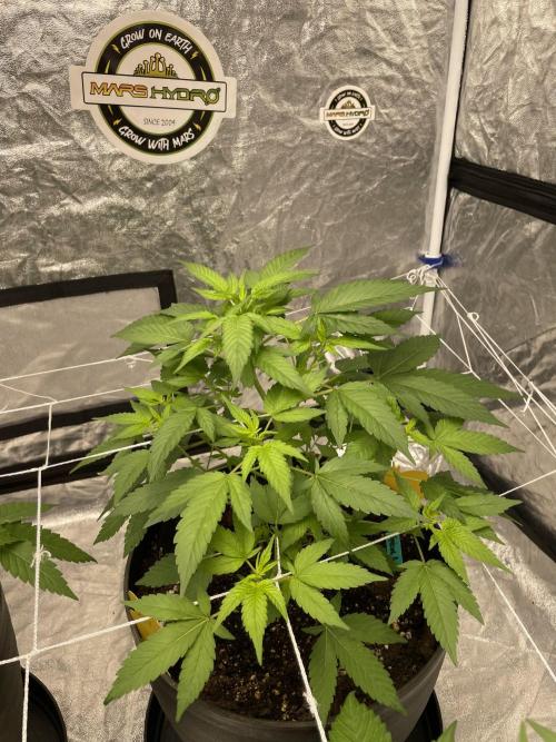 SPECIAL Kush #1: Afghan x Kush. Week 6