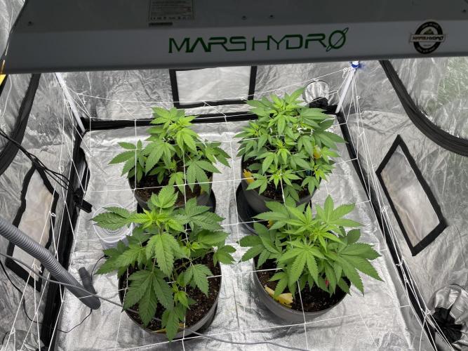 PGC: Ghost OG X Candyland Purple. Week 6