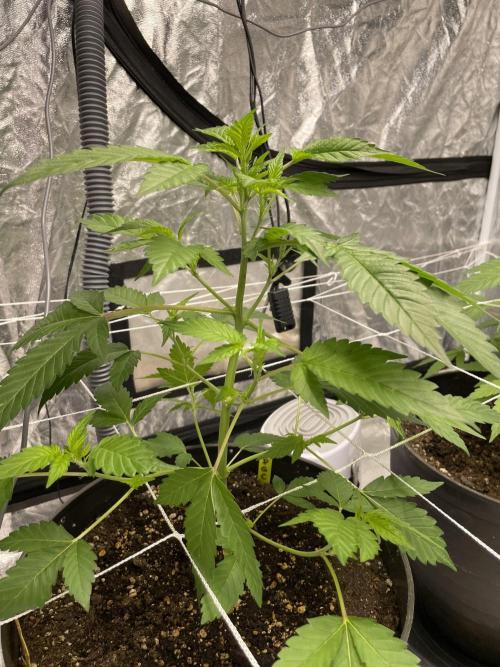 PGC: Ghost OG X Candyland Purple. Week 6