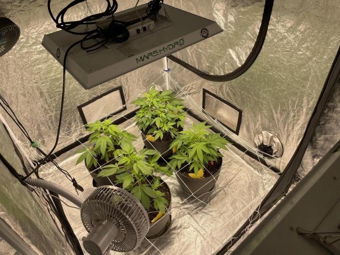 Tropicana Cookies Purple. Week 6