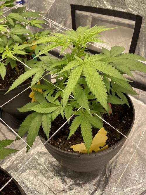 Tropicana Cookies Purple. Week 6