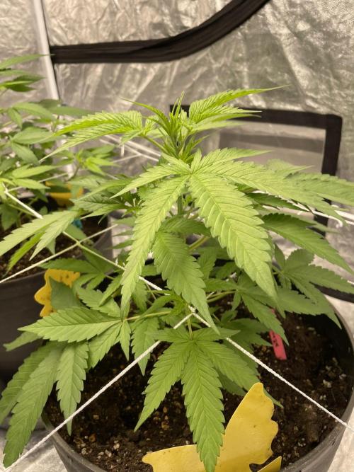 Tropicana Cookies Purple. Week 6