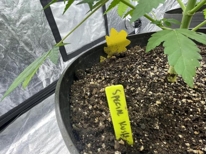 SPECIAL Kush #1: Afghan x Kush. Week 7