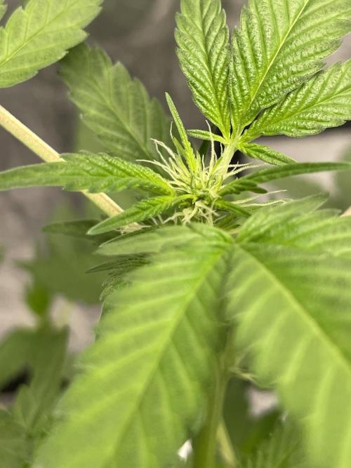 SPECIAL Kush #1: Afghan x Kush. Week 7