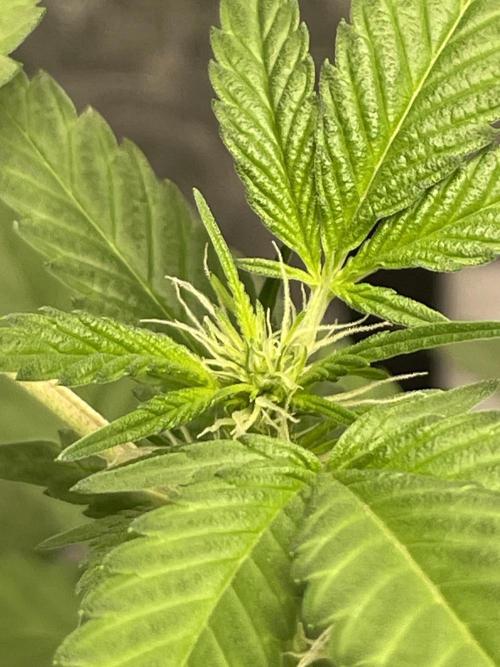 SPECIAL Kush #1: Afghan x Kush. Week 7
