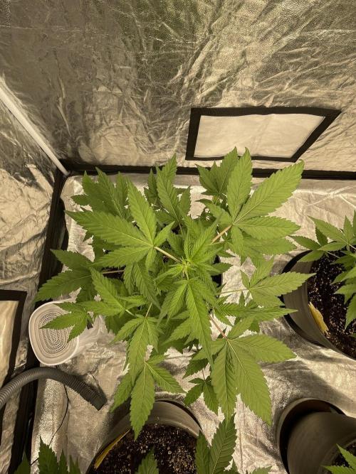 SPECIAL Kush #1: Afghan x Kush. Week 7