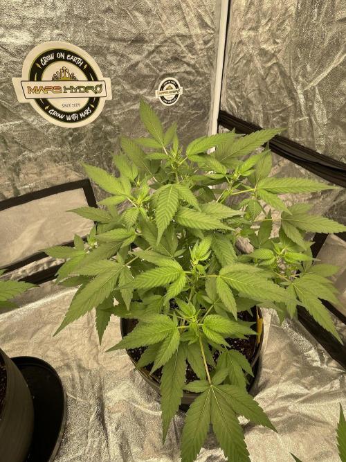SPECIAL Kush #1: Afghan x Kush. Week 7