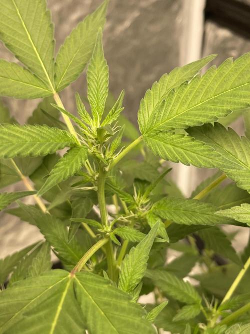 SPECIAL Kush #1: Afghan x Kush. Week 7