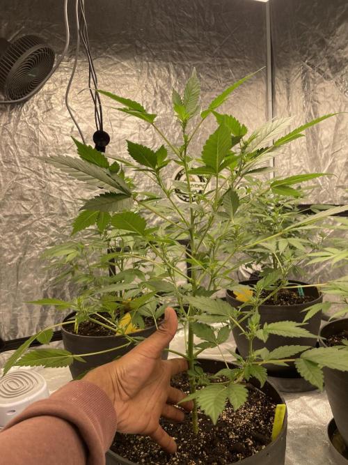 PGC: Ghost OG X Candyland Purple. Week 7