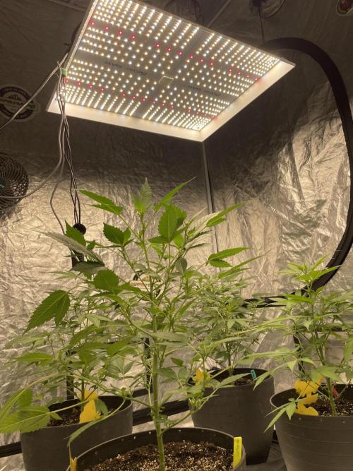 PGC: Ghost OG X Candyland Purple. Week 7