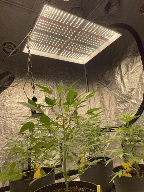 PGC: Ghost OG X Candyland Purple. Week 7