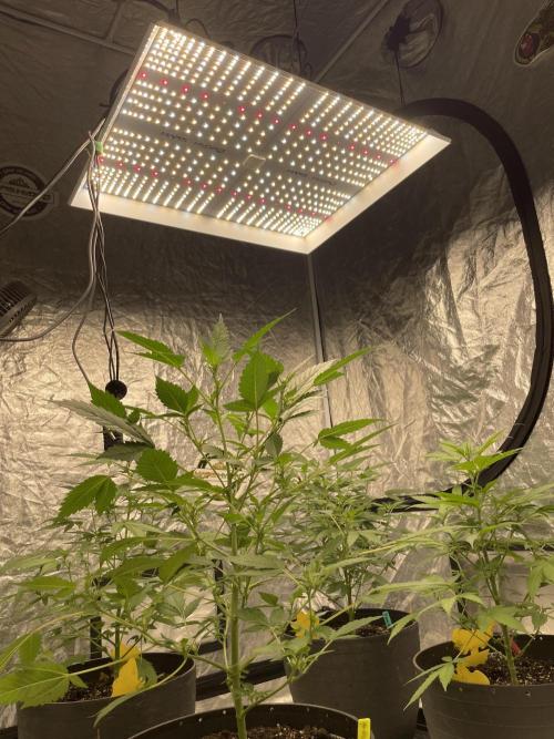 PGC: Ghost OG X Candyland Purple. Week 7