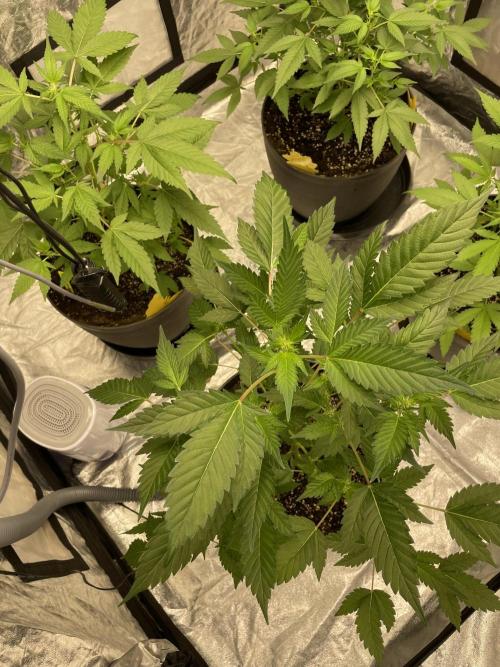 PGC: Ghost OG X Candyland Purple. Week 7