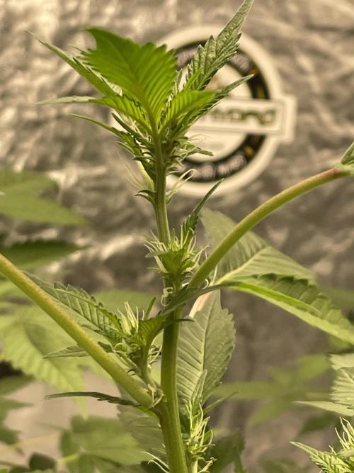 PGC: Ghost OG X Candyland Purple. Week 7