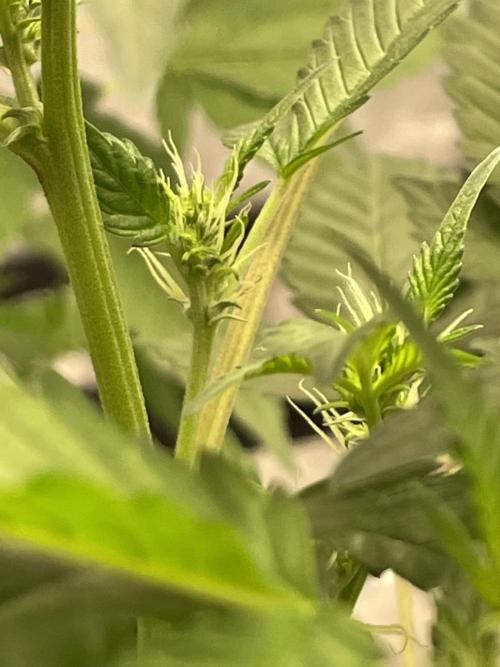 PGC: Ghost OG X Candyland Purple. Week 7