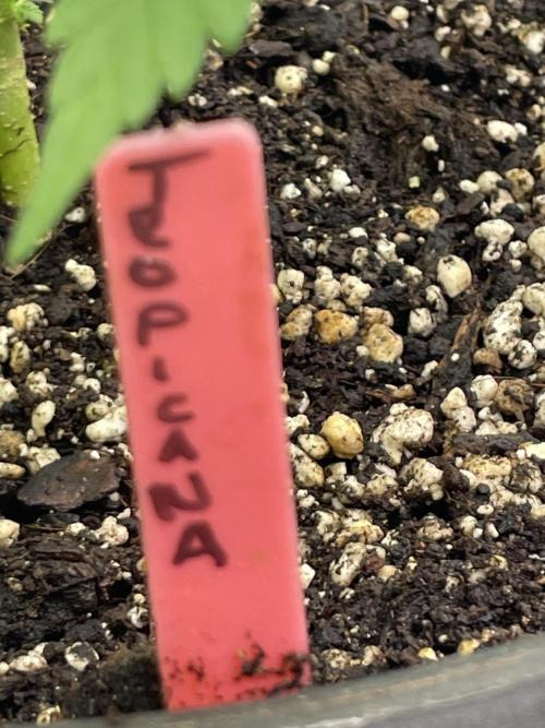 Tropicana Cookies Purple. Week 7