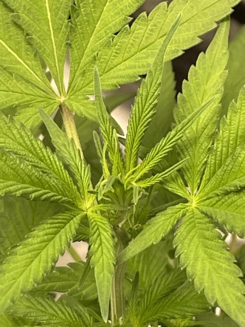 Tropicana Cookies Purple. Week 7