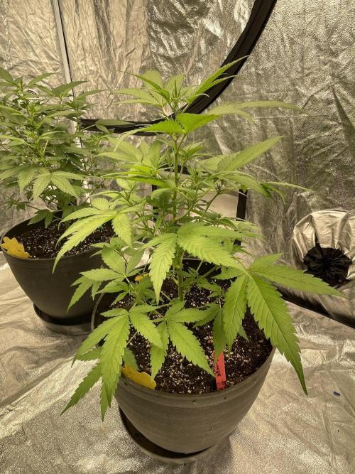 Tropicana Cookies Purple. Week 7