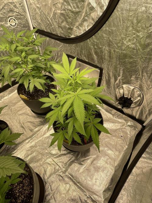 Tropicana Cookies Purple. Week 7