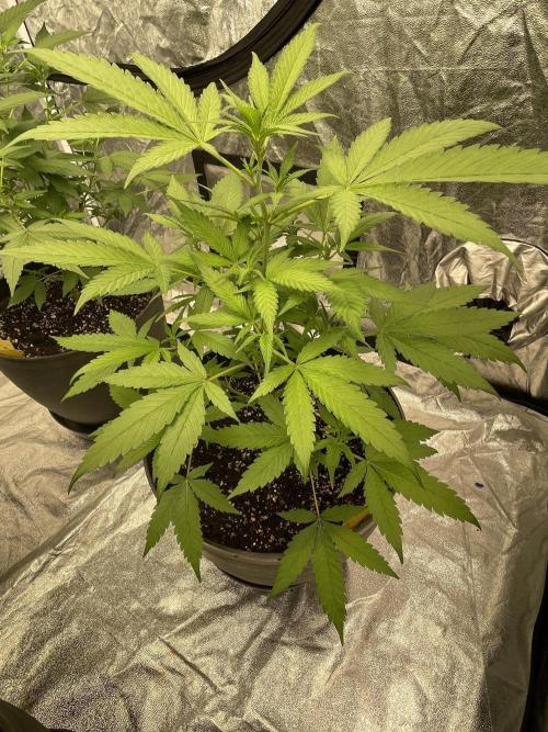 Tropicana Cookies Purple. Week 7