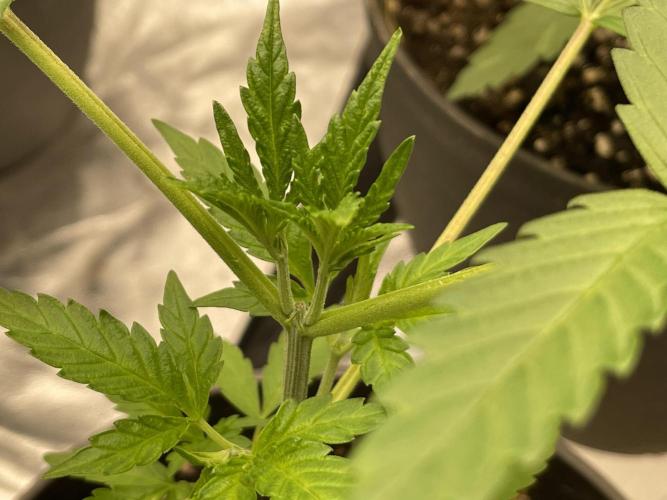RQS + Plagron 4-1-2. Week 4 - Mimosa