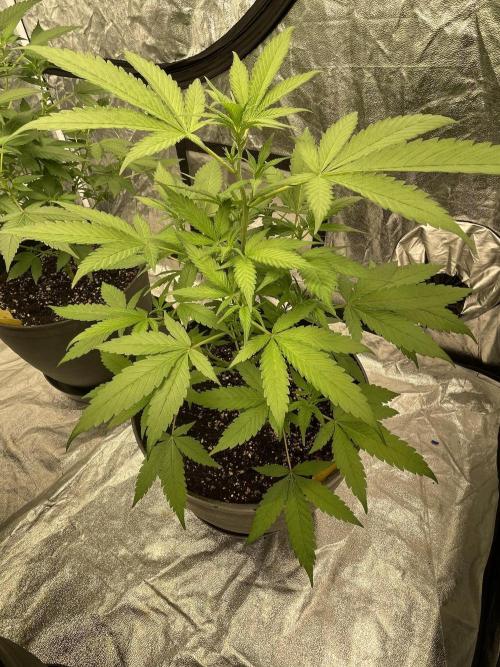 Tropicana Cookies Purple. Week 7
