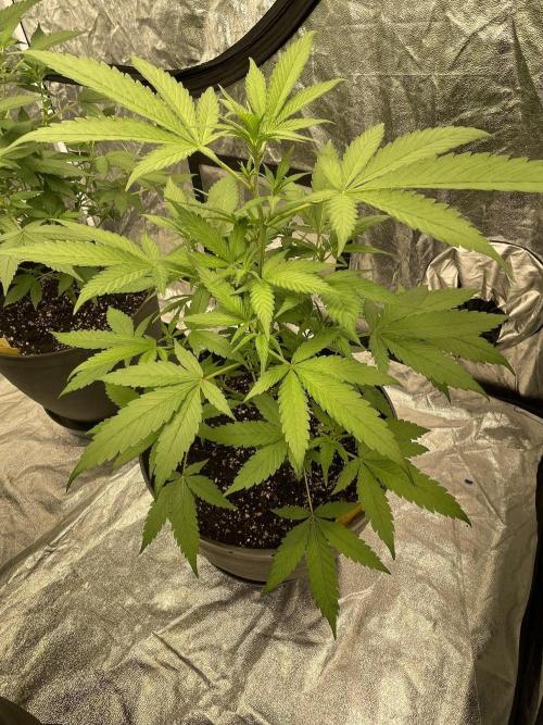 Tropicana Cookies Purple. Week 7