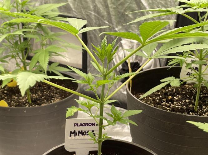 RQS + Plagron 4-1-2. Week 4 - Mimosa