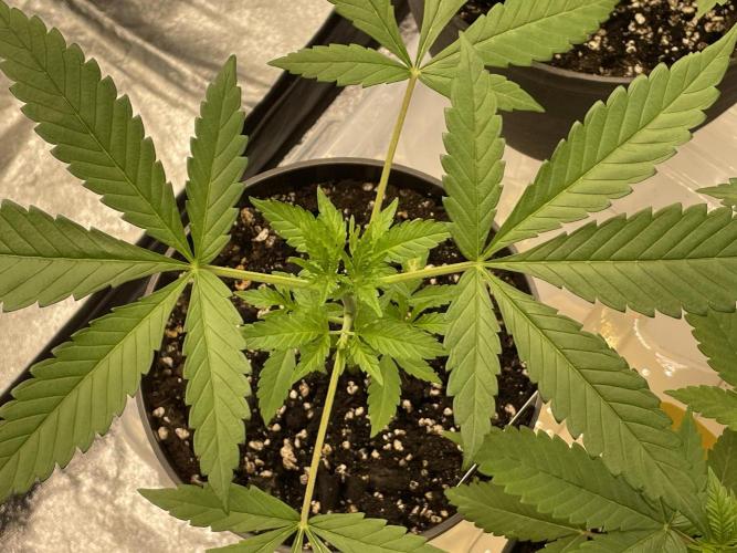 RQS + Plagron 4-1-2. Week 4 - Mimosa