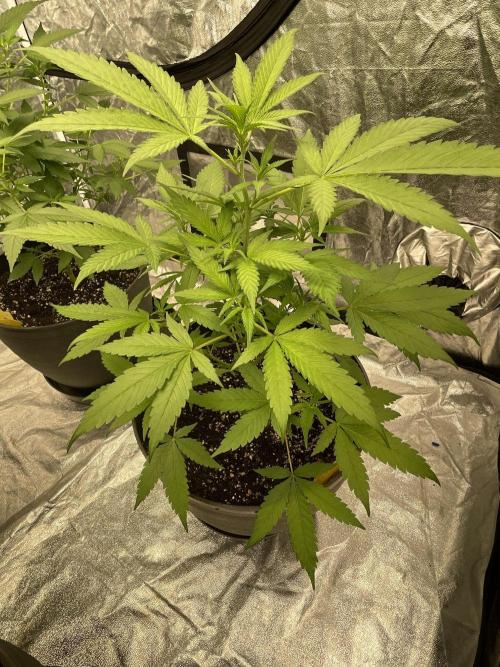 Tropicana Cookies Purple. Week 7