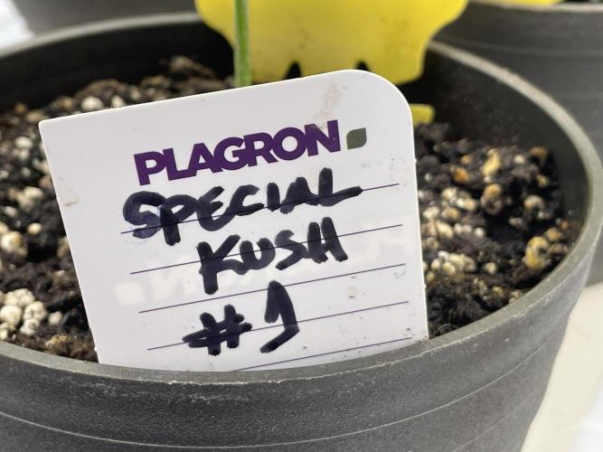 RQS + Plagron 4-1-2. Week 4 - Spc. Kush#1