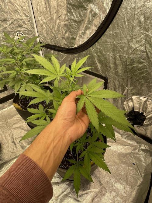 Tropicana Cookies Purple. Week 7