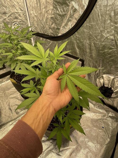 Tropicana Cookies Purple. Week 7