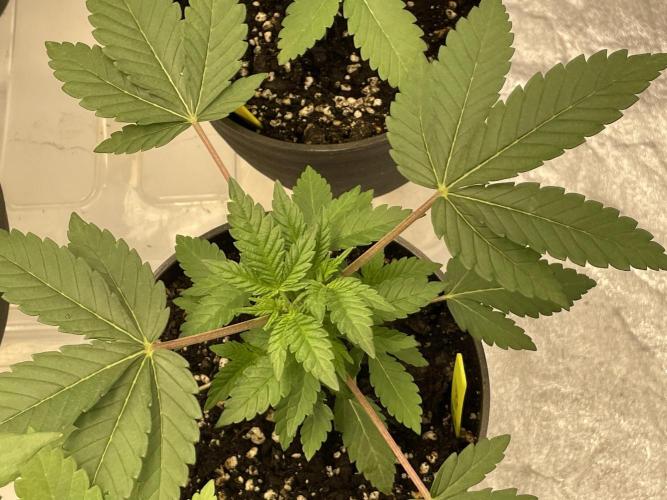 RQS + Plagron 4-1-2. Week 4 - Spc. Kush#1