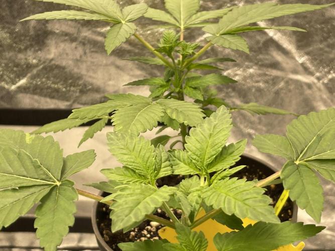 RQS + Plagron 4-1-2. Week 4 - Spc. Kush#1