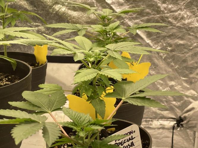 RQS + Plagron 4-1-2. Week 4 - Spc. Kush#1