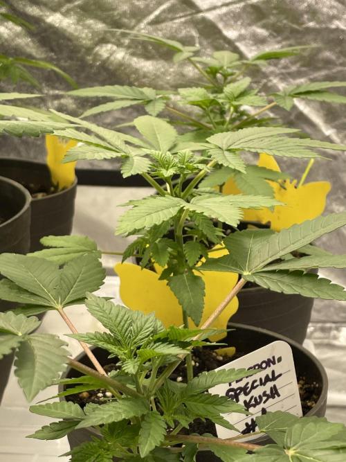 RQS + Plagron 4-1-2. Week 4