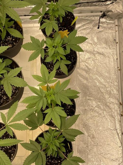 RQS + Plagron 4-1-2. Week 4