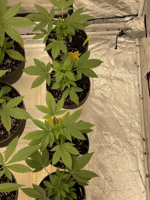 RQS + Plagron 4-1-2. Week 4
