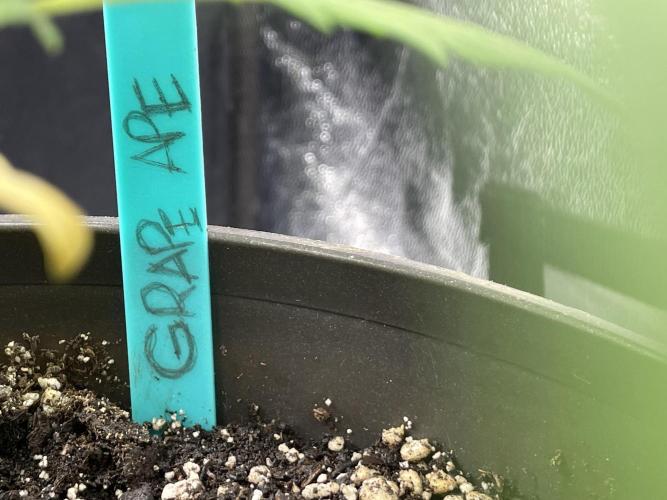 RQS + Plagron 4-1-2. Week 4 - Grape Ape