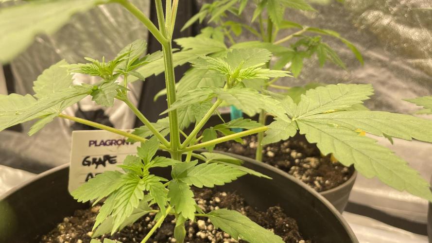 RQS + Plagron 4-1-2. Week 4 - Grape Ape